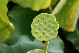 莲蓬莲子