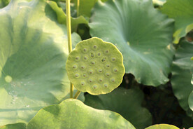 莲蓬莲子