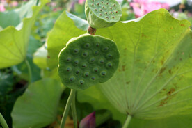 莲蓬莲子