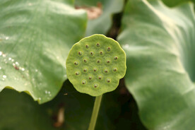 莲蓬莲子