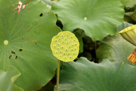 莲蓬莲子