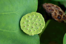 莲蓬莲子