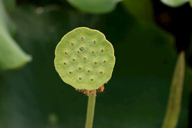 莲蓬莲子