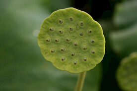 莲蓬莲子
