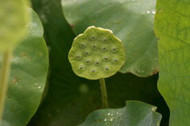莲蓬莲子
