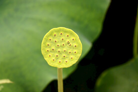 莲蓬莲子