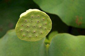莲蓬莲子