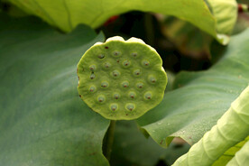 莲蓬莲子