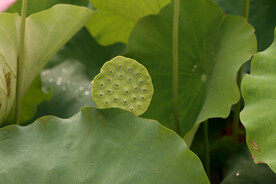 莲蓬莲子