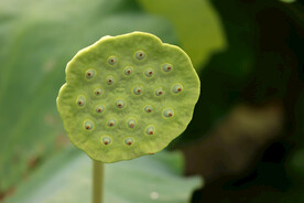 莲蓬莲子
