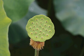 莲蓬莲子