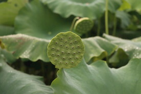 莲蓬莲子