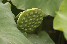 莲蓬莲子