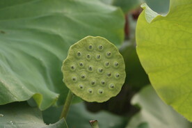 莲蓬莲子