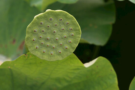 莲蓬莲子