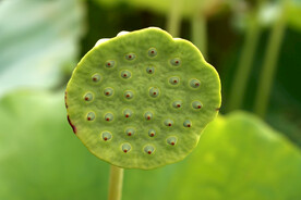莲蓬莲子
