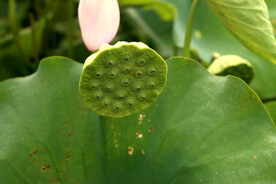 莲蓬莲子
