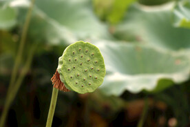 莲蓬莲子