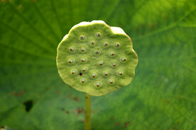 莲蓬莲子