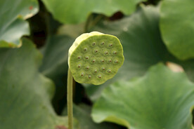 莲蓬莲子