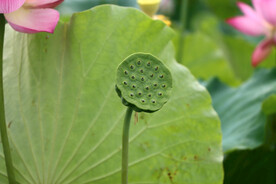 莲蓬莲子