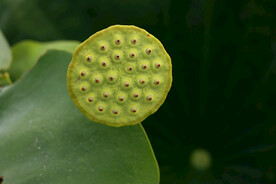 莲蓬莲子