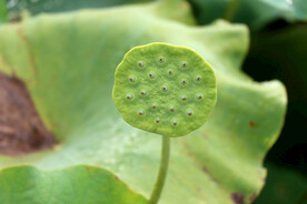 莲蓬莲子