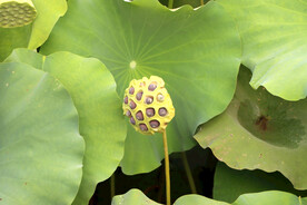 莲蓬莲子