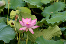 夏日荷花
