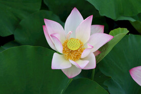 夏日荷花