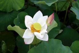 夏日荷花