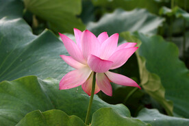 夏日荷花