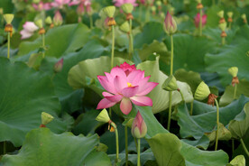 荷花