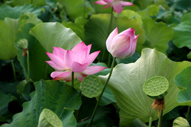 荷花