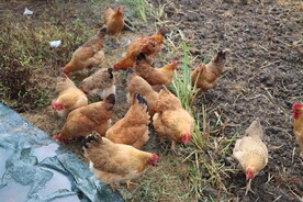 散养土鸡