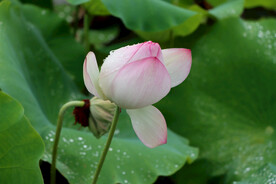 荷花花苞花蕾