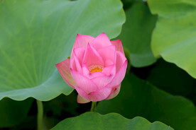 荷花花苞花蕾