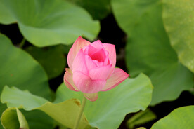 荷花花苞花蕾