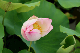 荷花花苞花蕾
