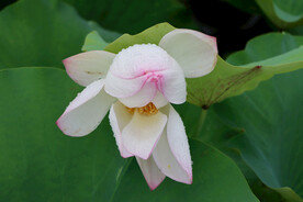 荷花花苞花蕾