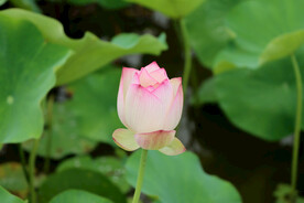 荷花花苞花蕾