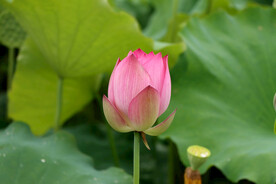荷花花苞花蕾