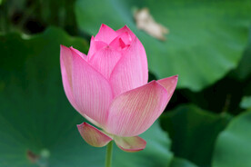 荷花花苞花蕾