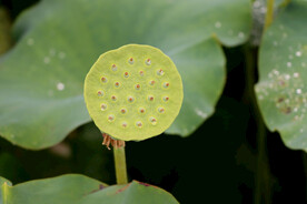 莲蓬莲子