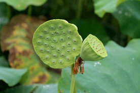 莲蓬莲子