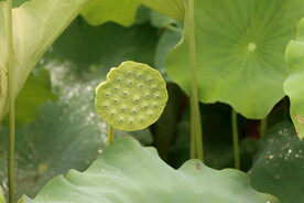 莲蓬莲子
