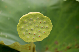 莲蓬莲子