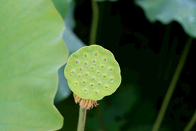 莲蓬莲子
