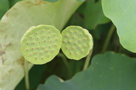 莲蓬莲子