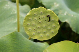 莲蓬莲子